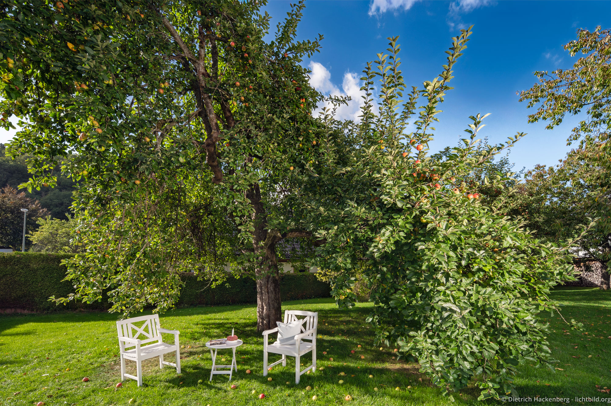 Gartenstühle umgeben von Fallobst unter dem Apfelbaum. Ferienwohnung in Eibens Fachwerkhaus, Kirchhundem-Benolpe, Sauerland