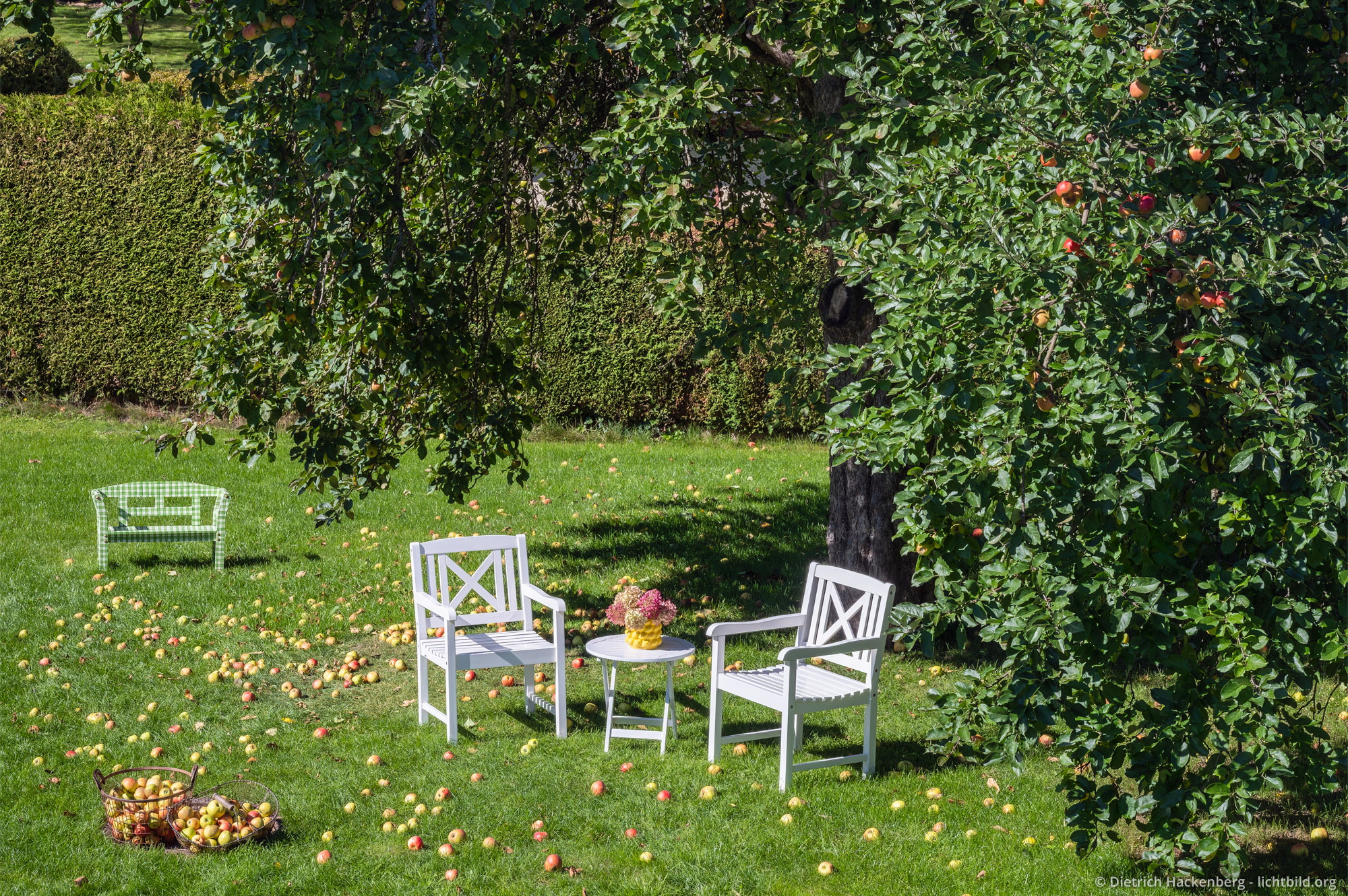 Gartenstühle umgeben von Fallobst unter dem Apfelbaum. Ferienwohnung in Eibens Fachwerkhaus, Kirchhundem-Benolpe, Sauerland