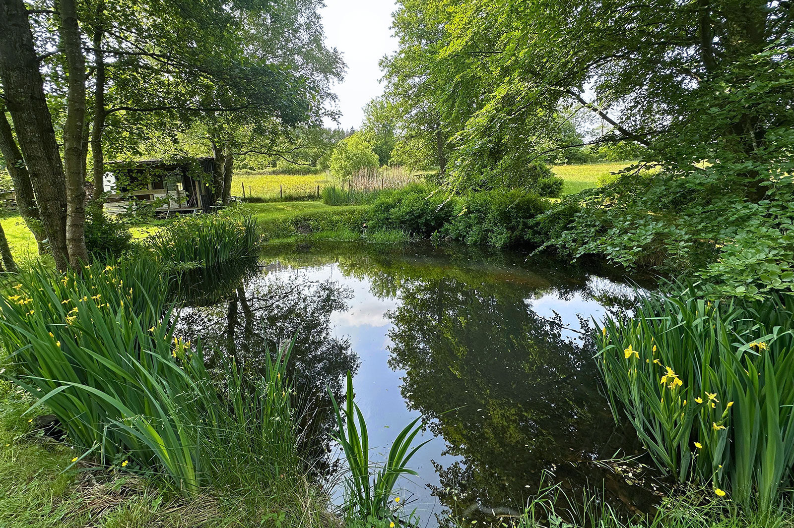 Fischteich umgeben von Bäumen im Frühjahr.